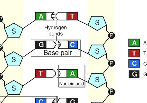 base pairs to megabase pairs.
